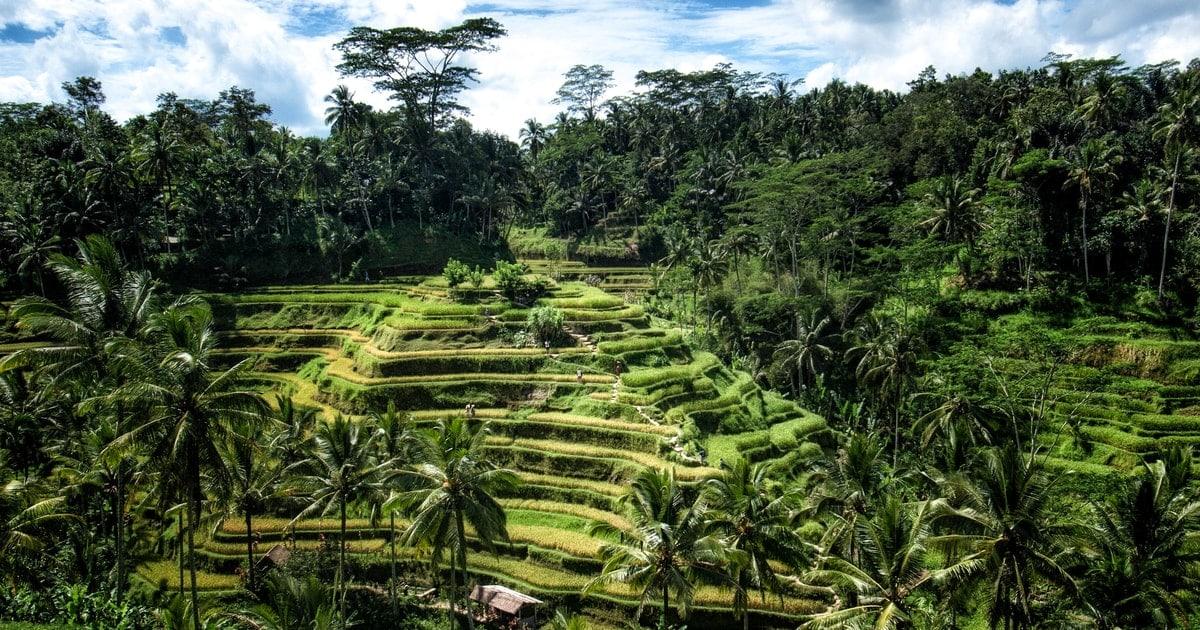 Photoshoot in Ubud, Indonesia — professional photography location