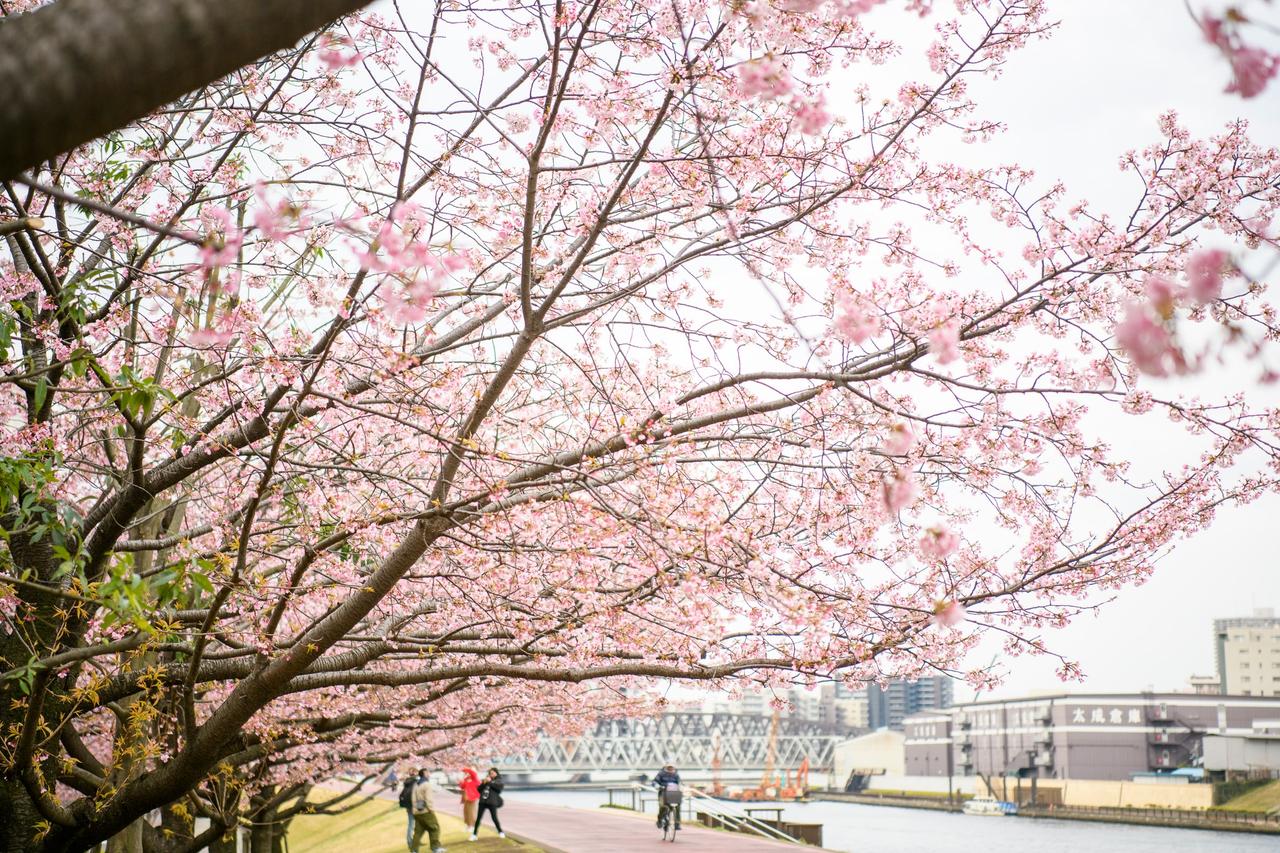 Photoshoot in Tokyo, Japan — professional photography location