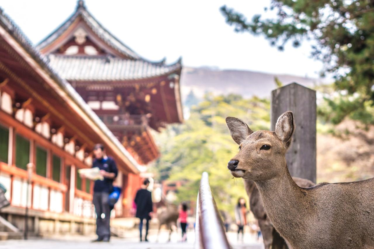 Photoshoot in Nara, Japan — professional photography location