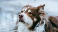 Pet portraits with Eloise