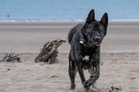 Canine action photography