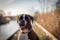 Pet Portraits