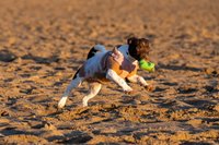 Canine action photoshoot