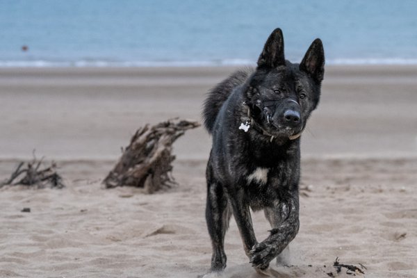 Canine action photography
