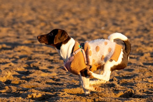 Beach PhoDographs portfolio 5