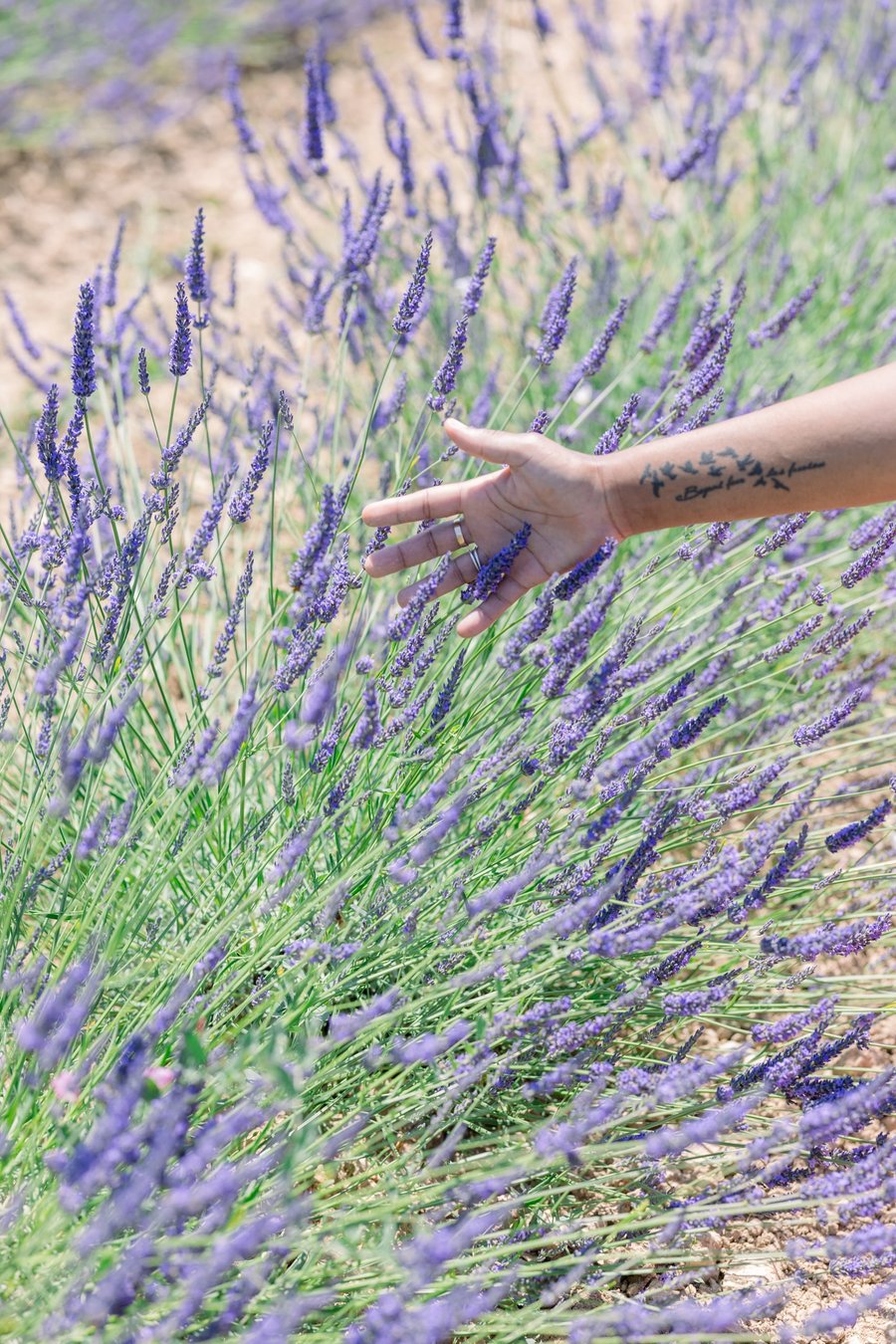 Lavender fields, Aix-en-Provence — photo 2